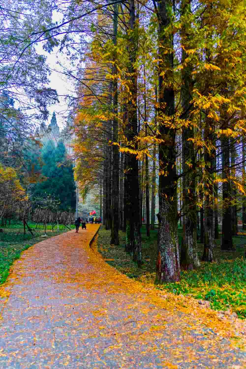 靖州縣排牙山森林公園的水杉紅了,挺拔整齊地站立在彎彎的小道旁邊