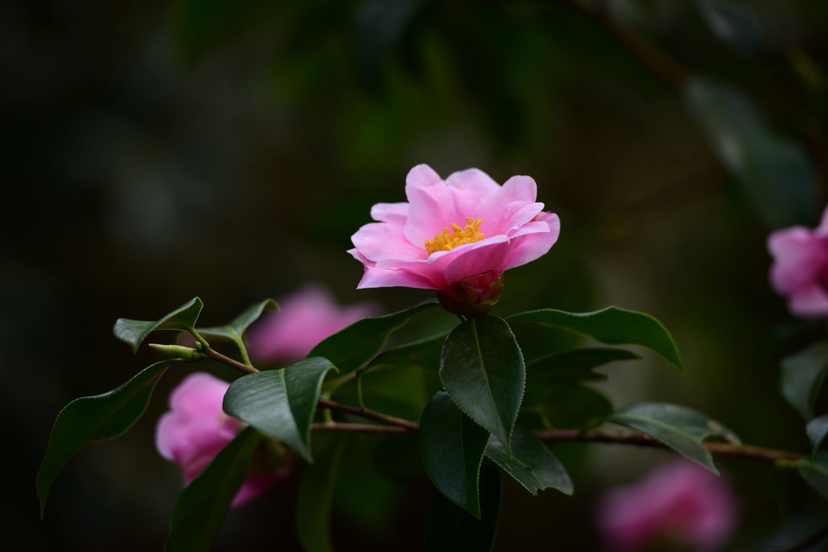 中坡山山茶花图片