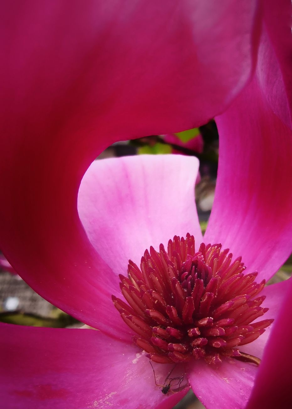 玉兰花开红胜火