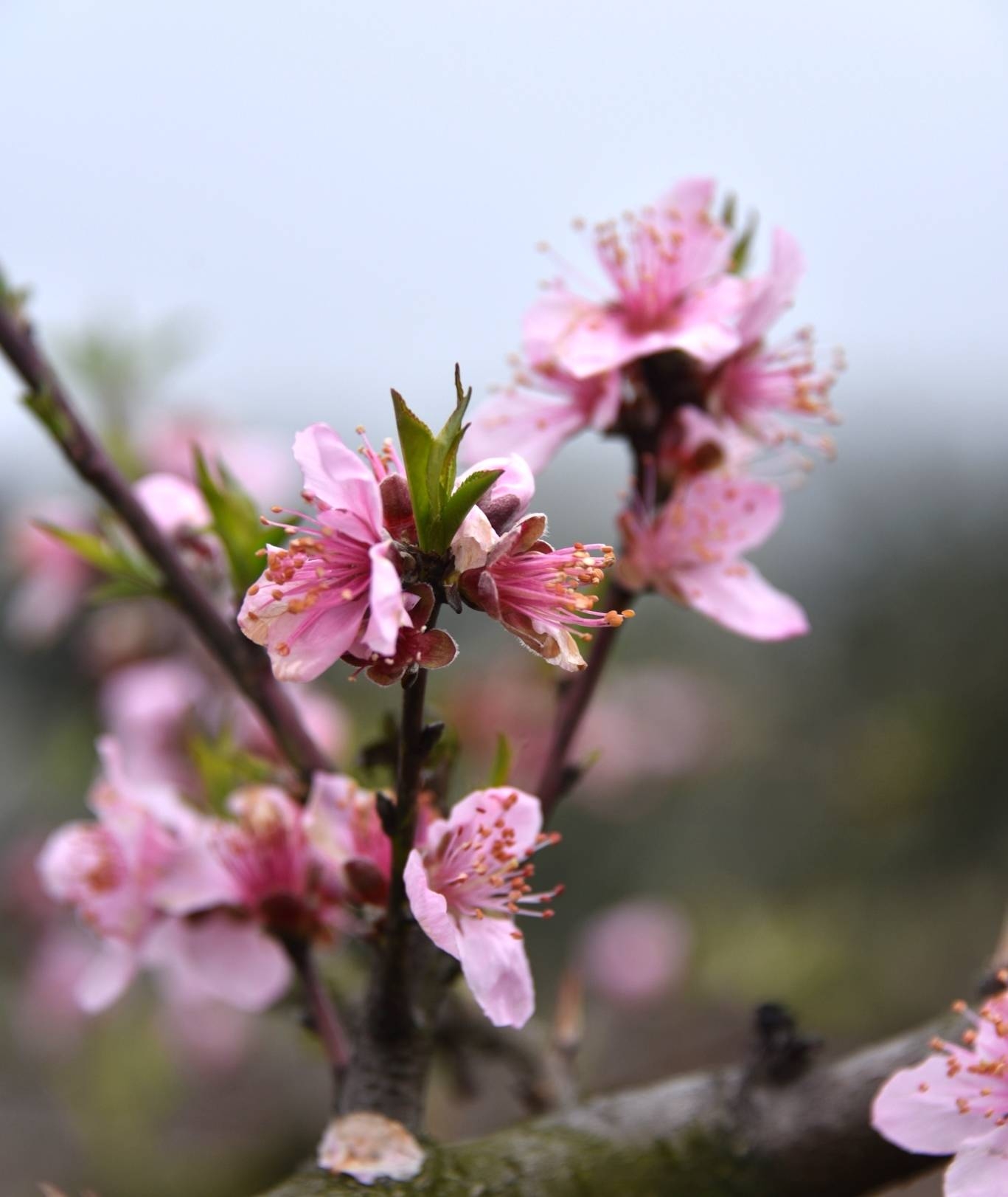桃花盛开沐浴春光