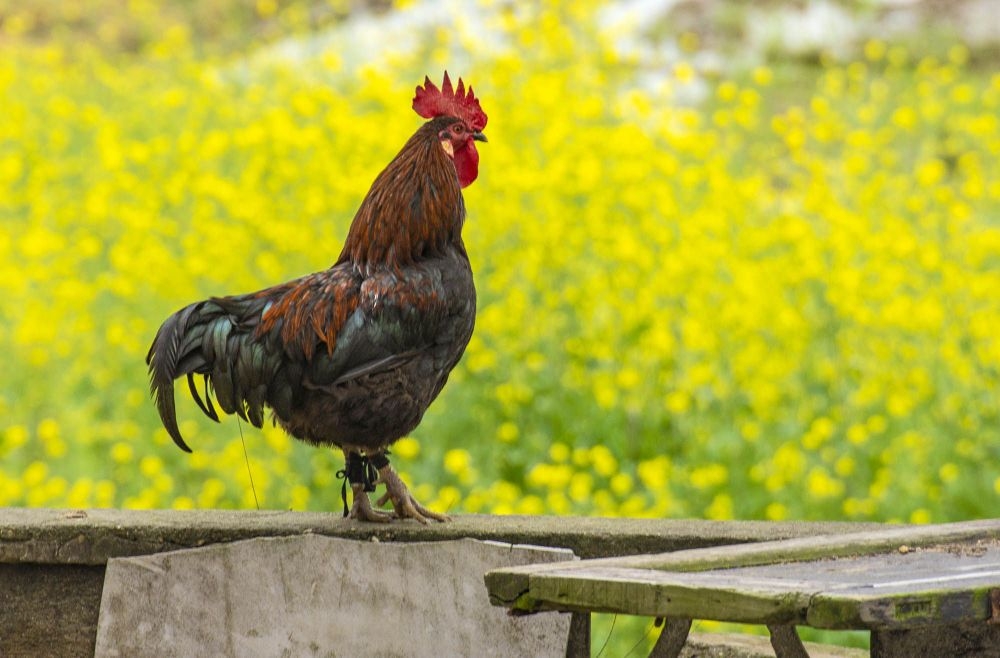 花田陌阡听鸡鸣