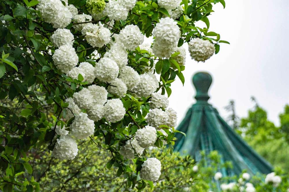 洁白无暇有此花琼花