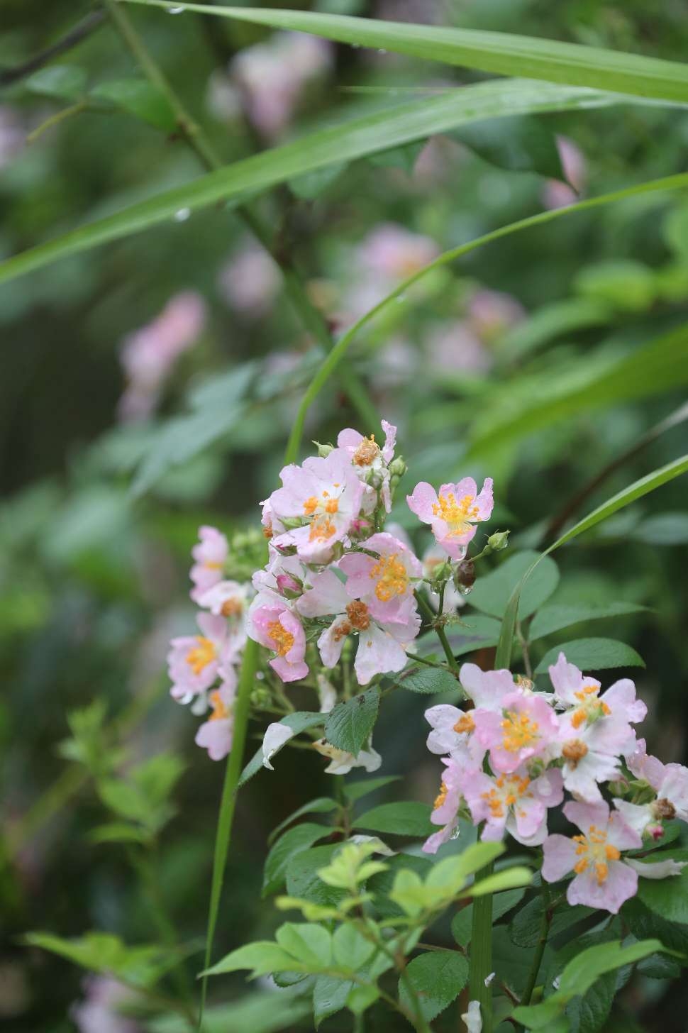 雨中的野薔薇