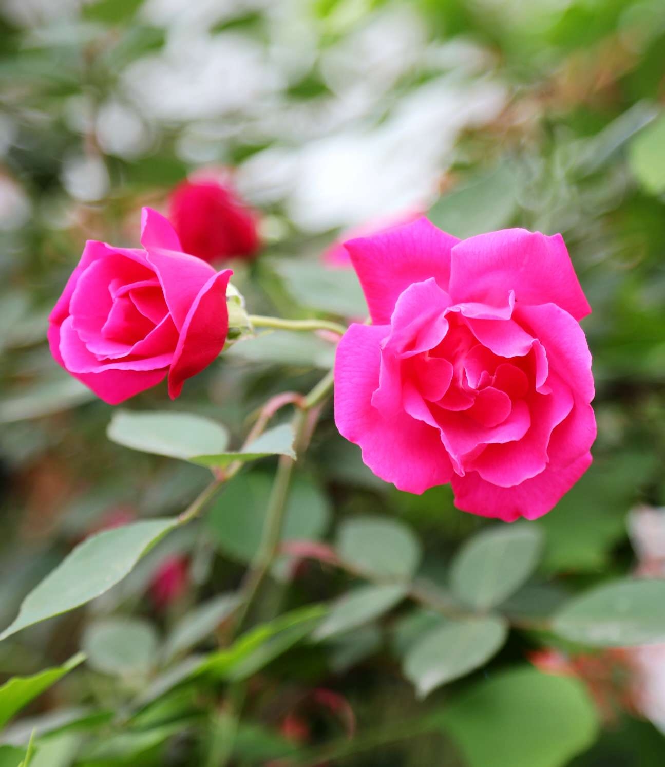 月季花开月月红