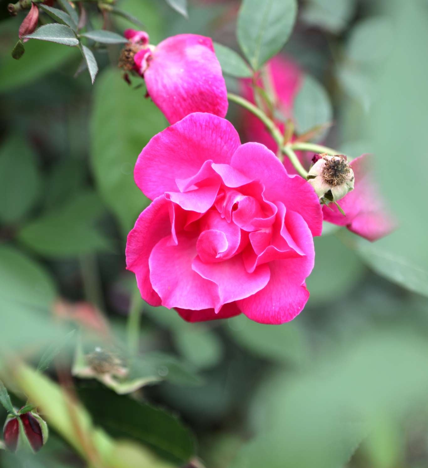 月季花开月月红