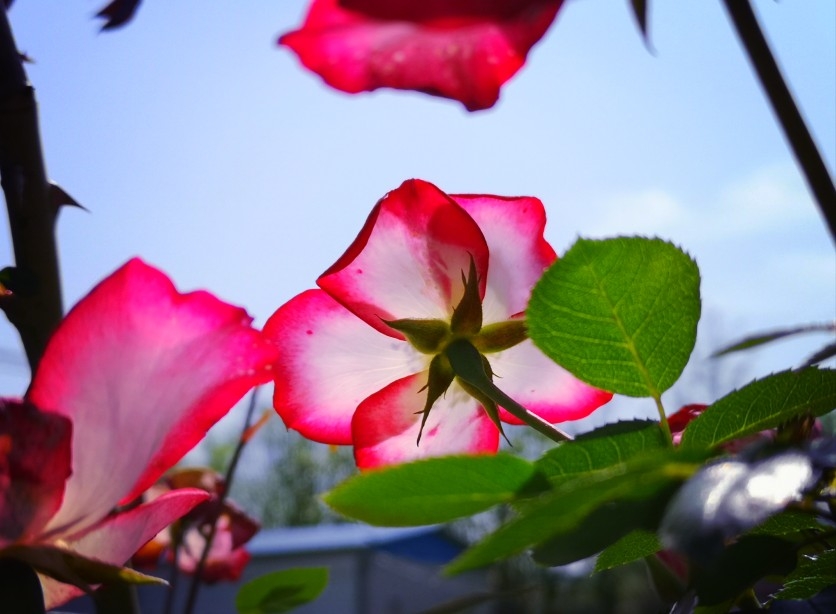 五月的鮮花