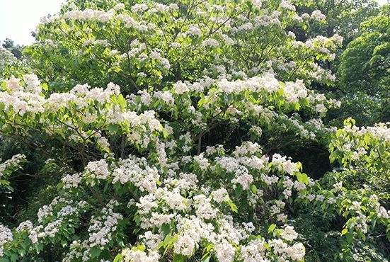 桐子花开满山白