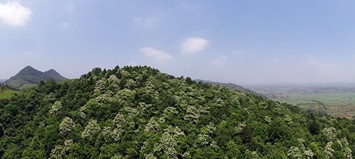 桐子花开满山白