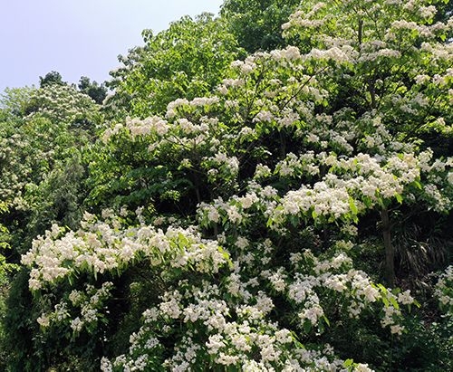 桐子花开满山白