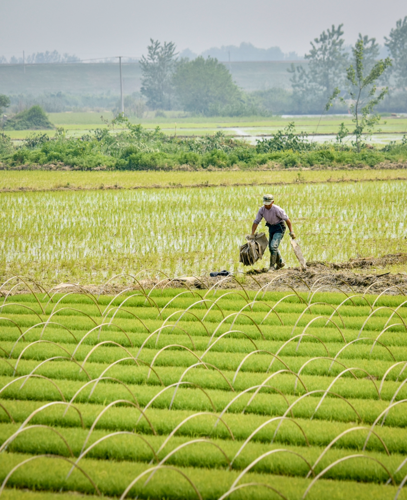 春耕时节插秧忙-新湖南
