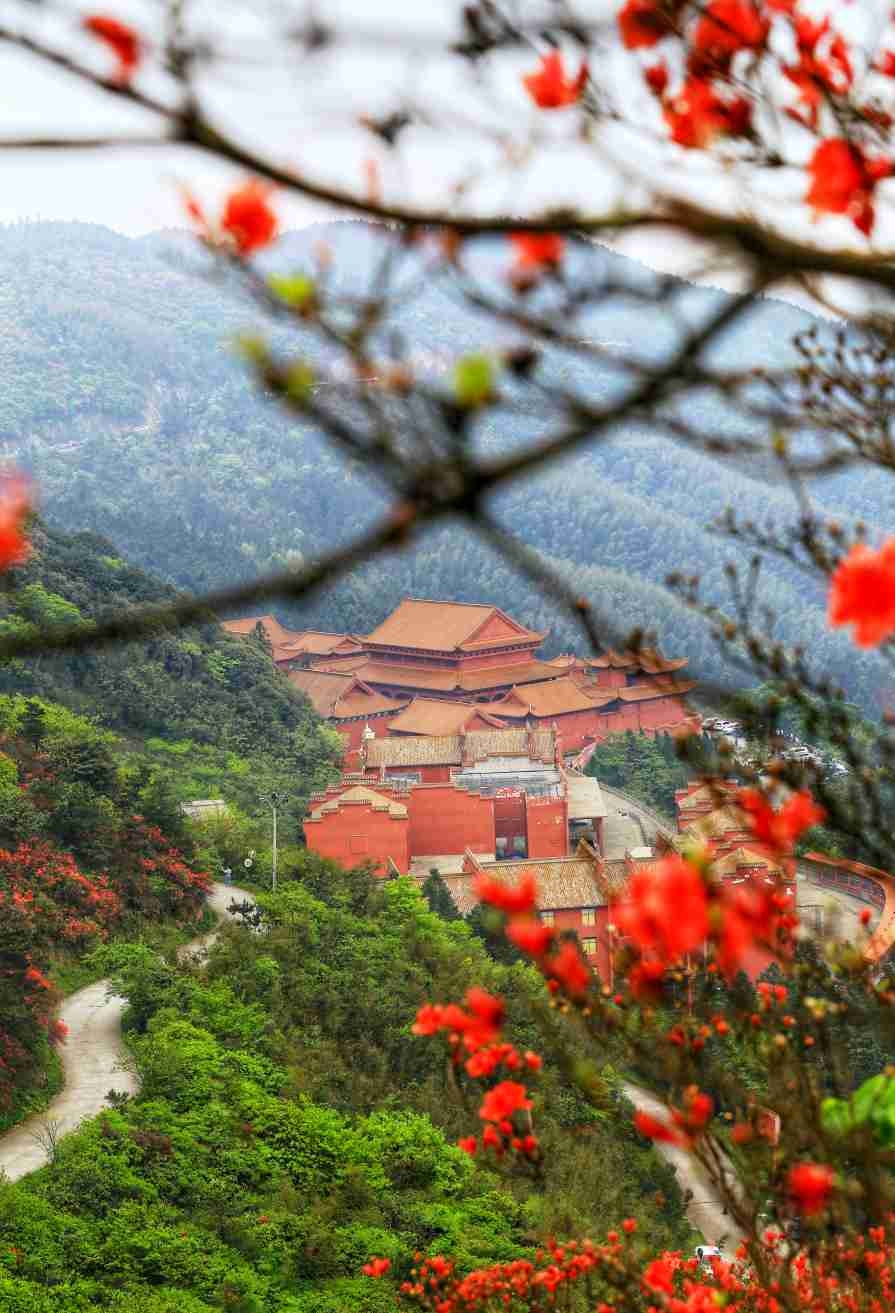 看阳明山杜鹃红 锦绣湖南 新湖南