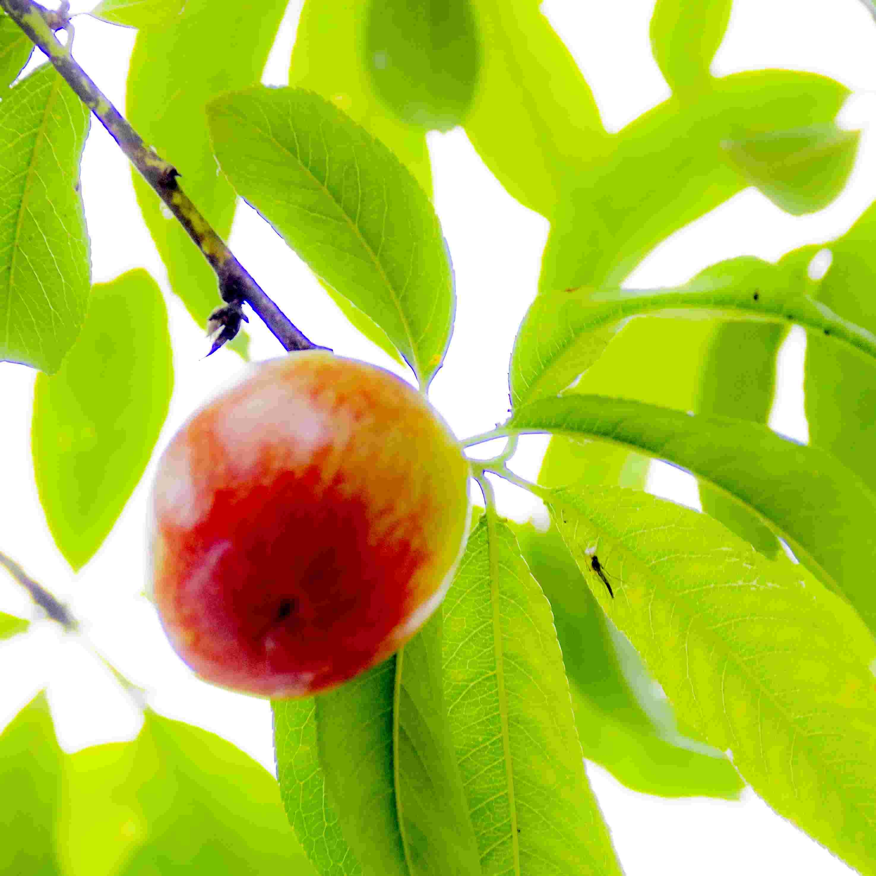 桃李满枝 硕果飘香