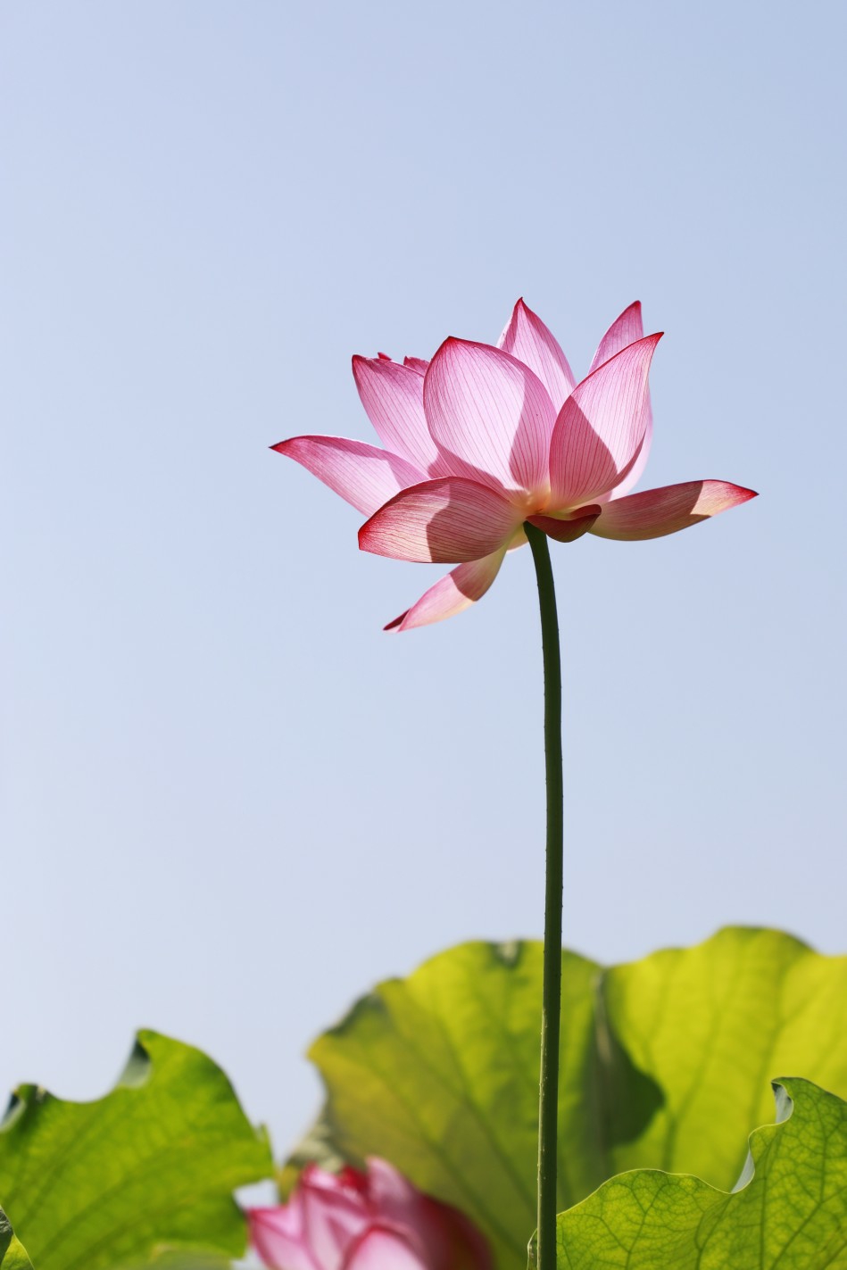 夏日荷花景美入画