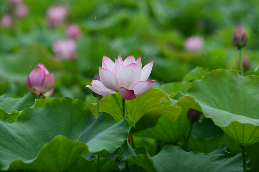 雨中荷花别样艳
