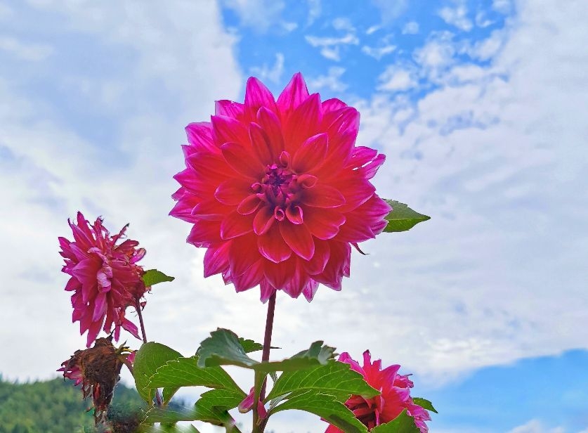 朵朵花儿向阳开