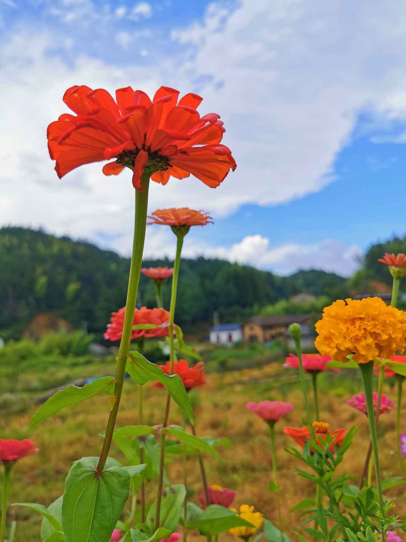 朵朵花儿向阳开