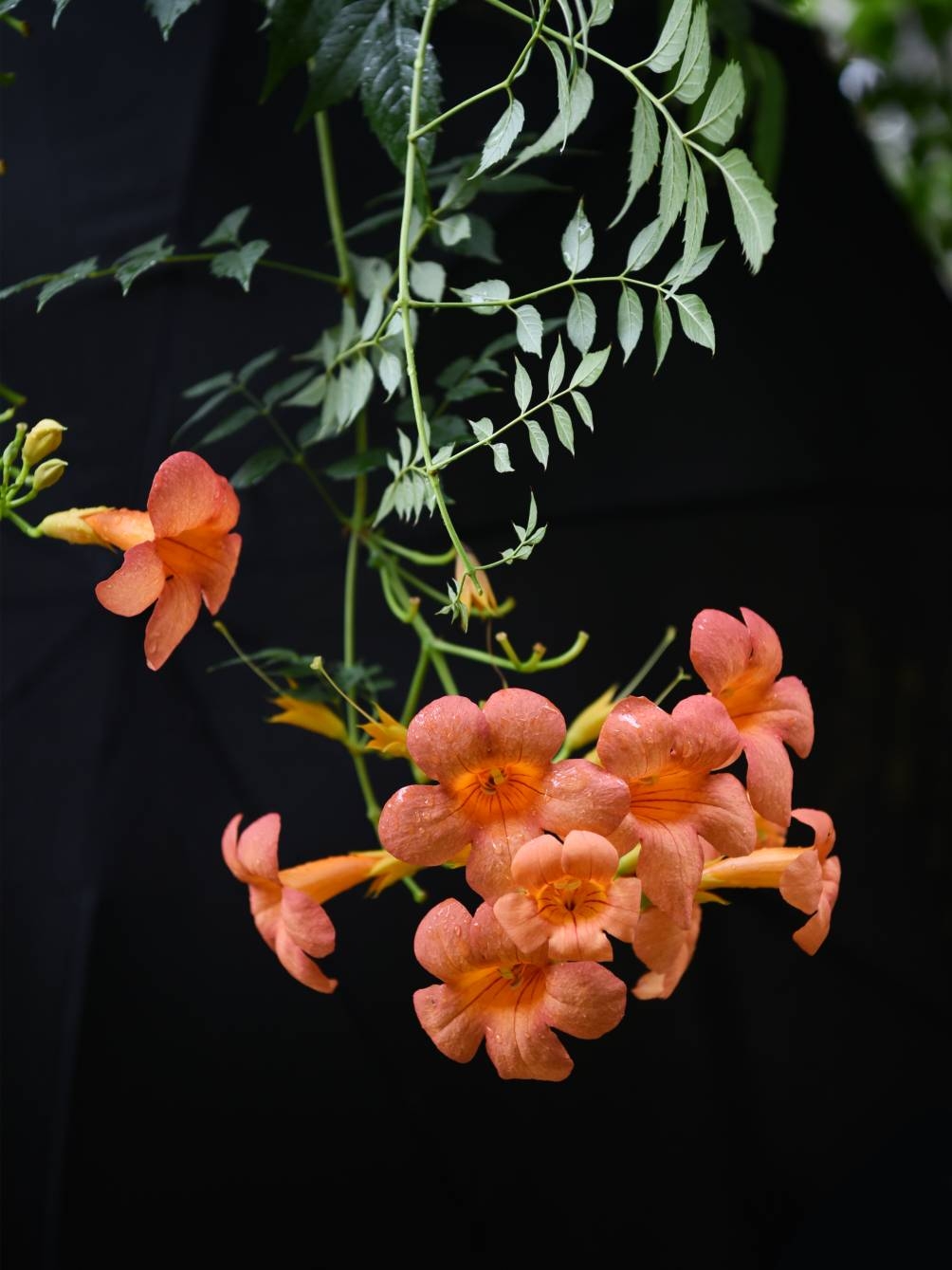 秋天的花有什么花(秋天的花有什么花香气)