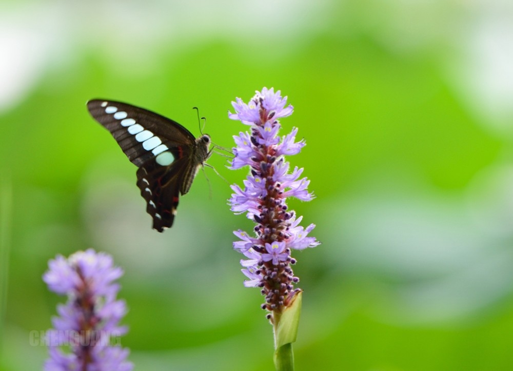 桃子湖畔蝴蝶飞