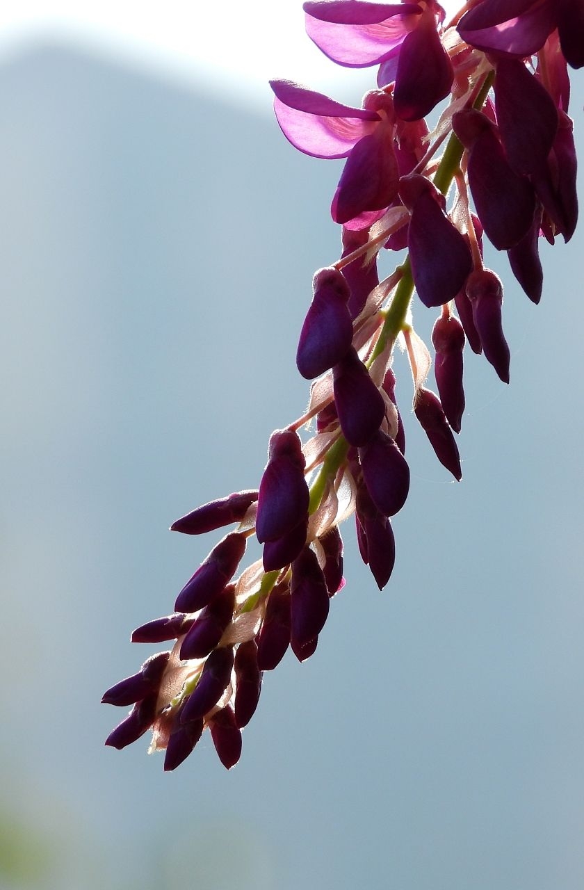 秋天里的紫藤花