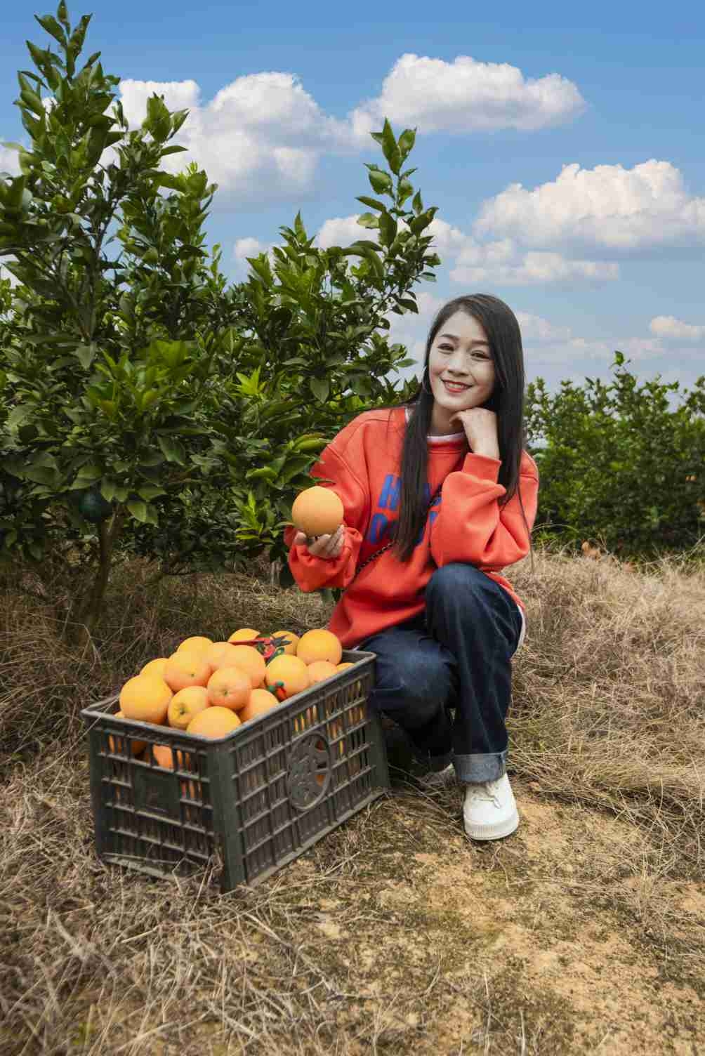 大果橙园的橙子熟了