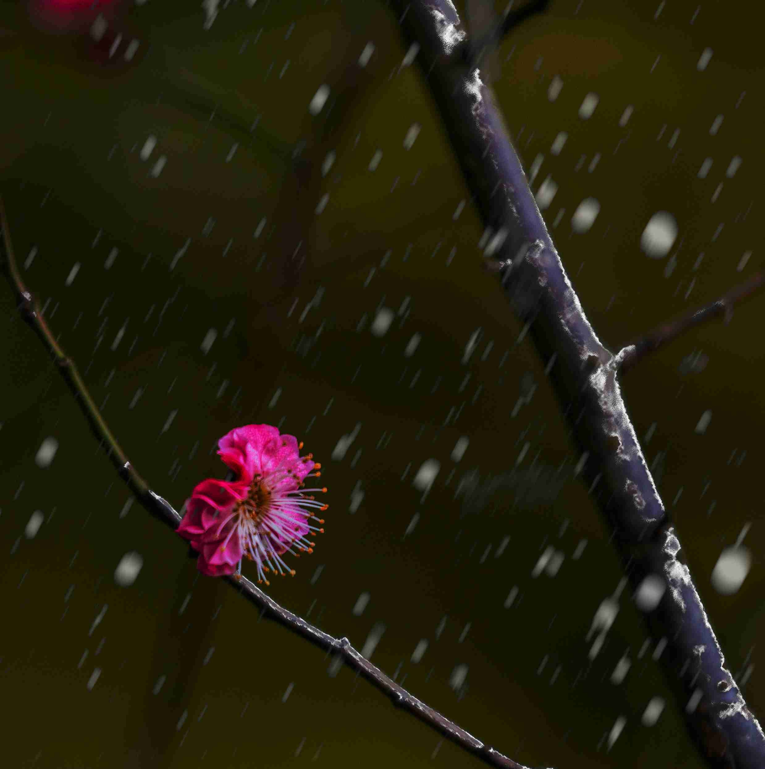 傲雪寒梅独自开图片图片