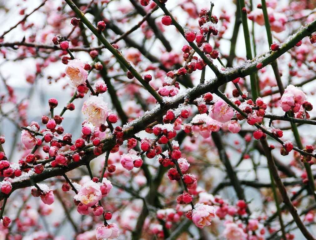 梅花欢喜漫天雪