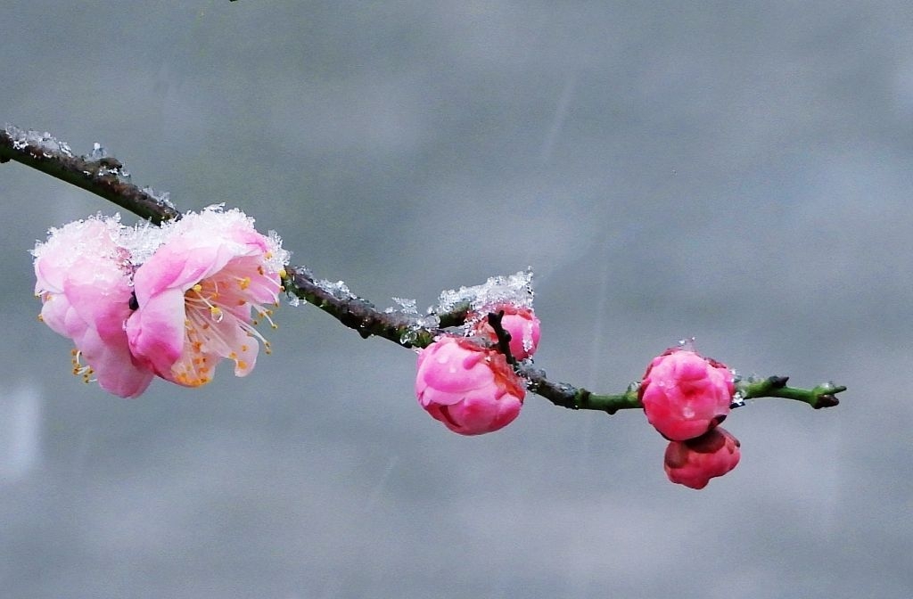 梅花欢喜漫天雪