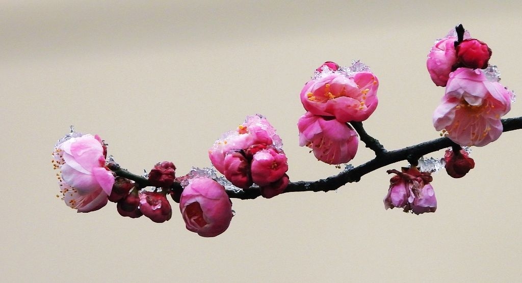 梅花欢喜漫天雪