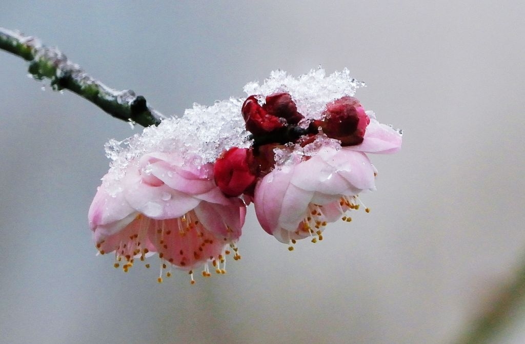 梅花欢喜漫天雪