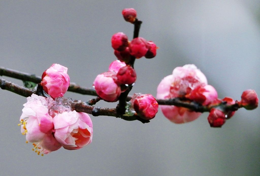 梅花欢喜漫天雪