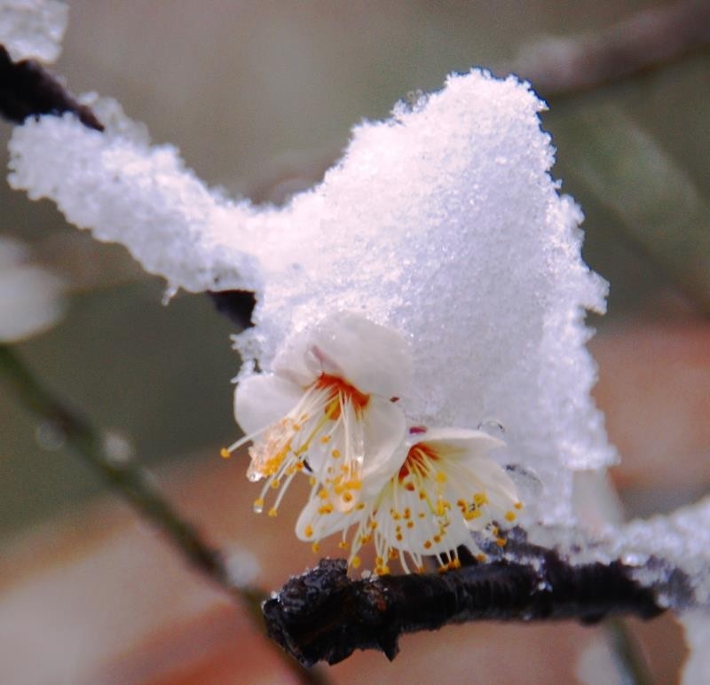 白梅斗雪