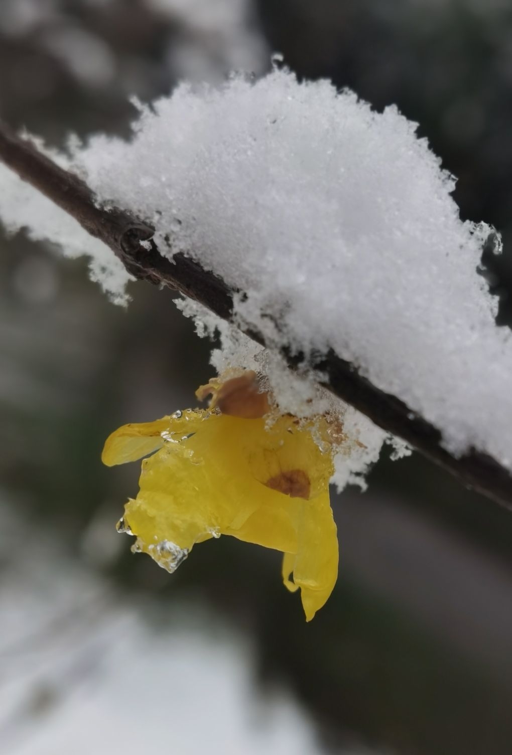 雪吻寒梅梅愈香