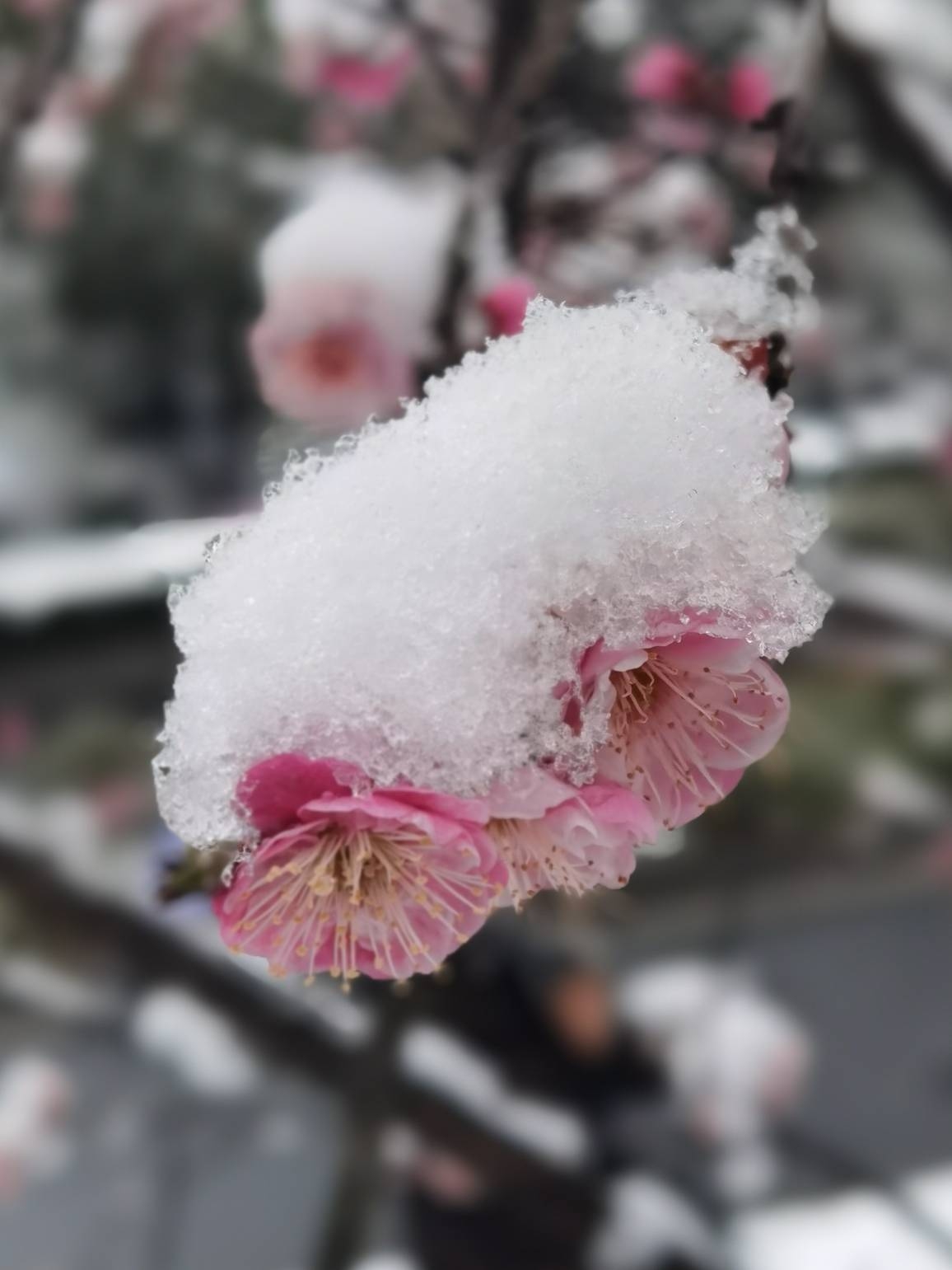 雪吻寒梅梅愈香