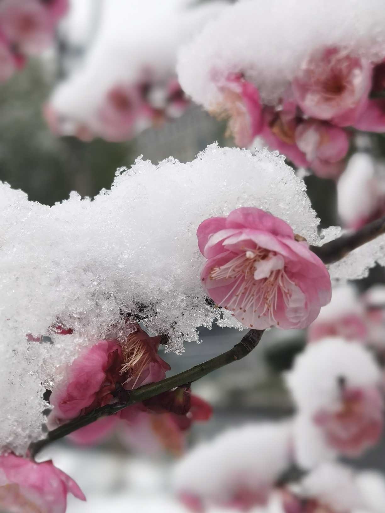 雪吻寒梅梅愈香