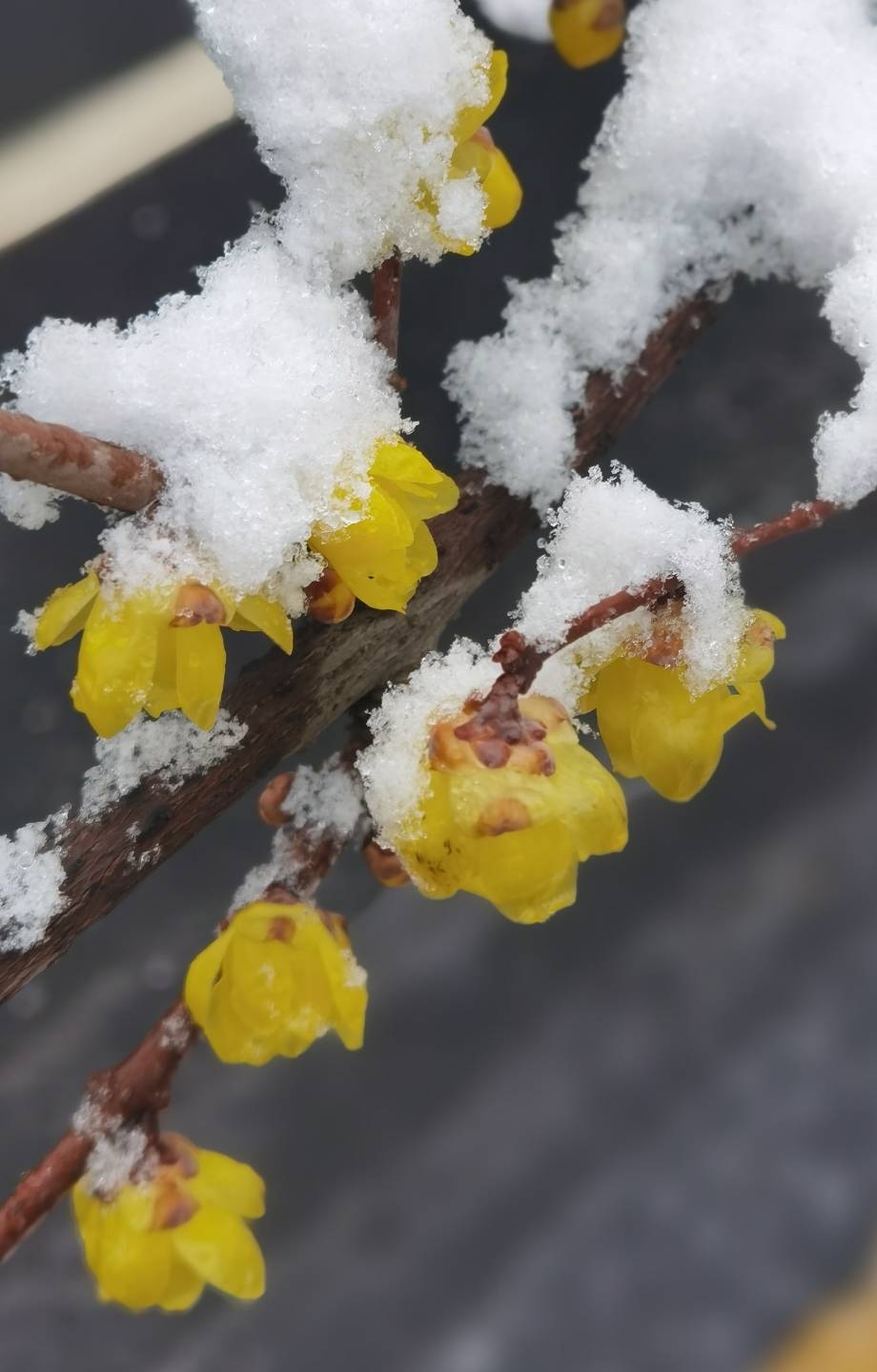 雪吻寒梅梅愈香