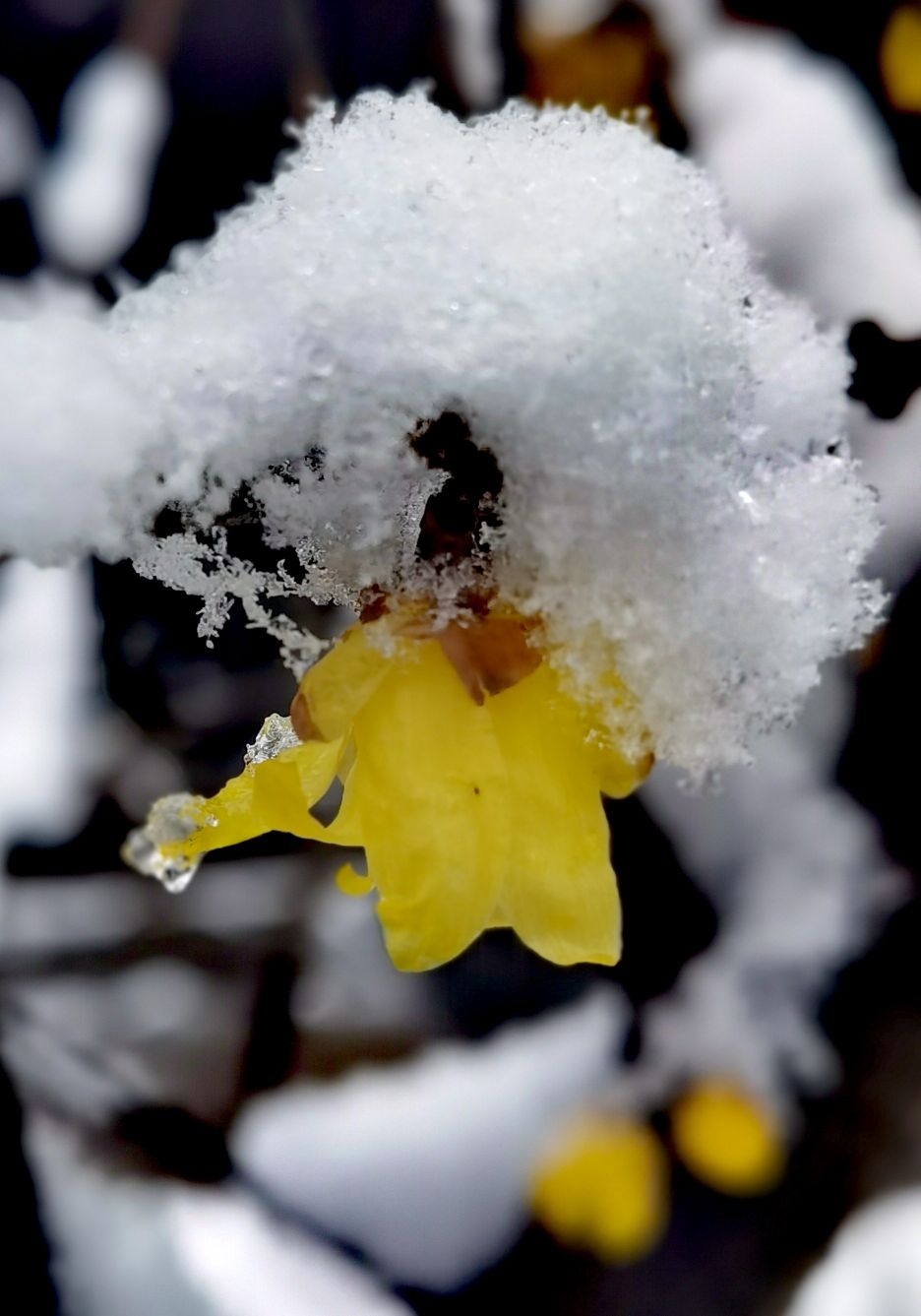 雪吻寒梅梅愈香