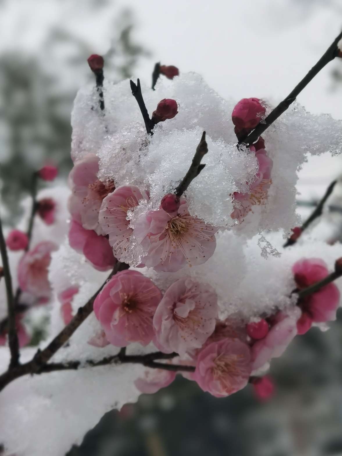 雪吻寒梅梅愈香