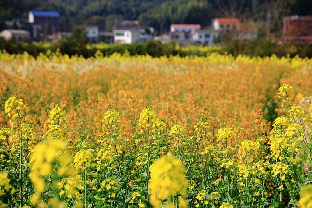 不用去远方,这里有好大一片彩色油菜花海-新湖南