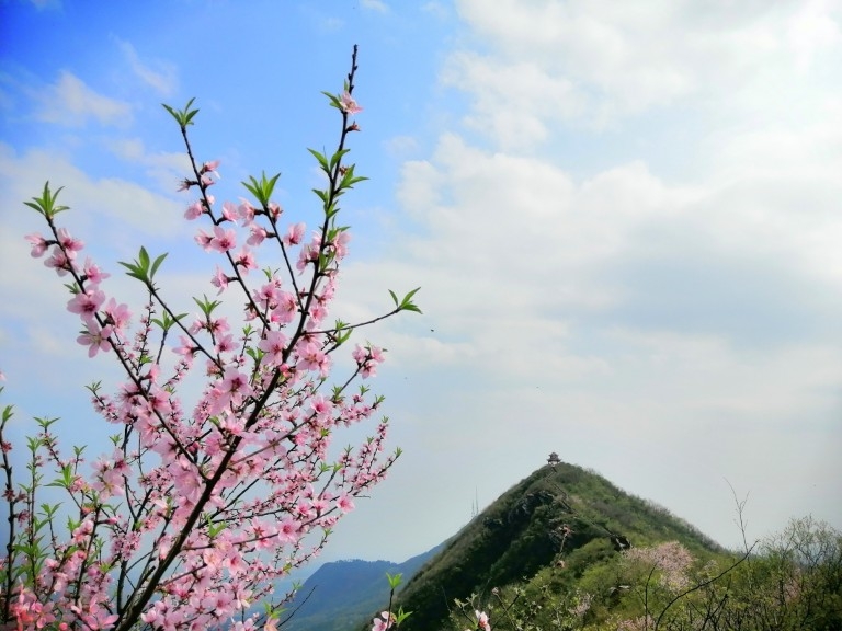 太阳山 桃花开