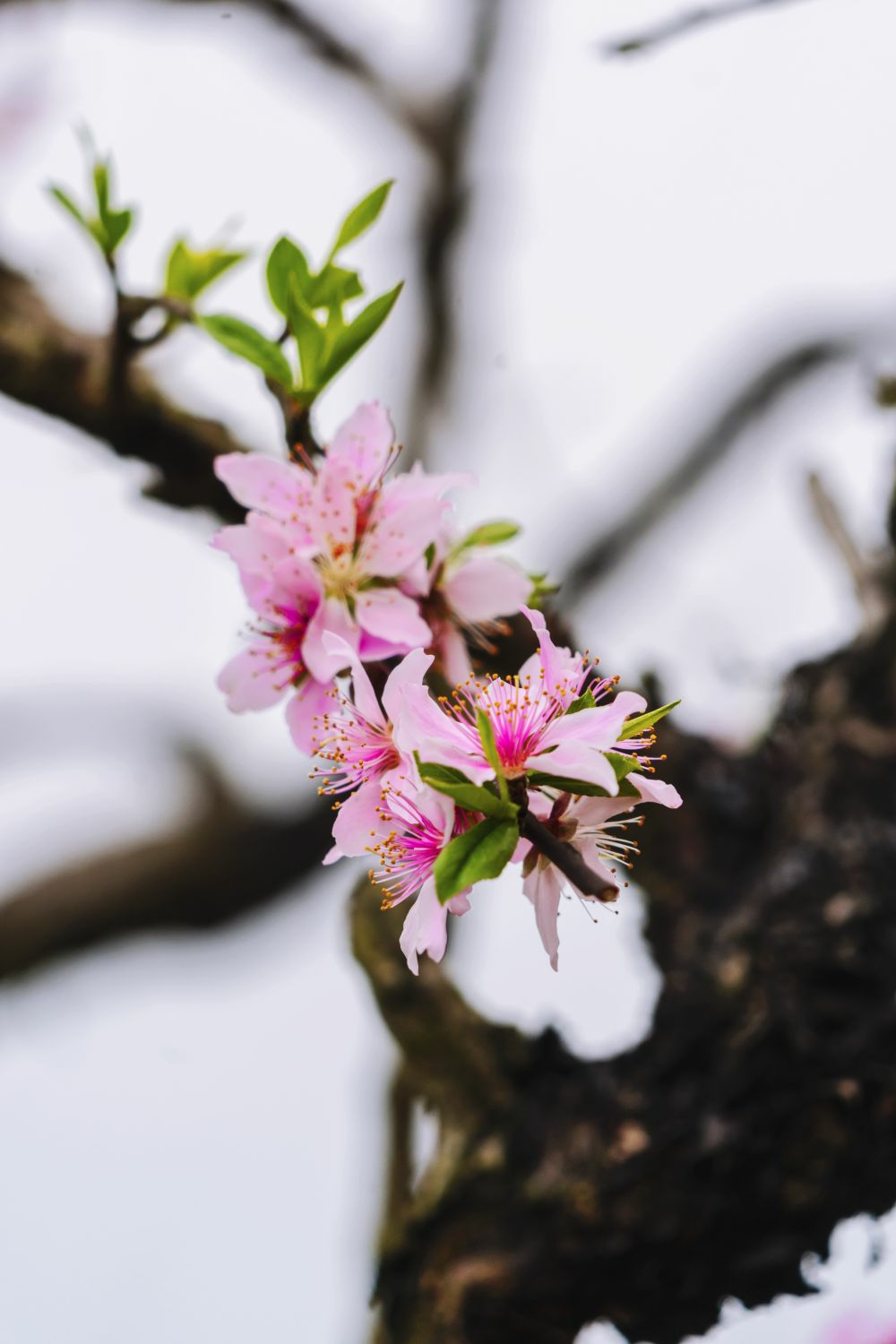 桃梨花开春满园