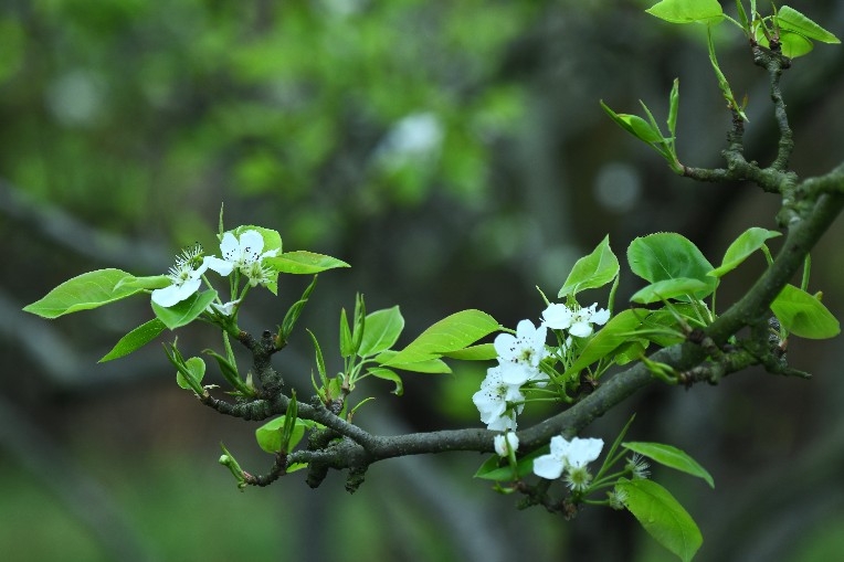 梨花一枝春带雨