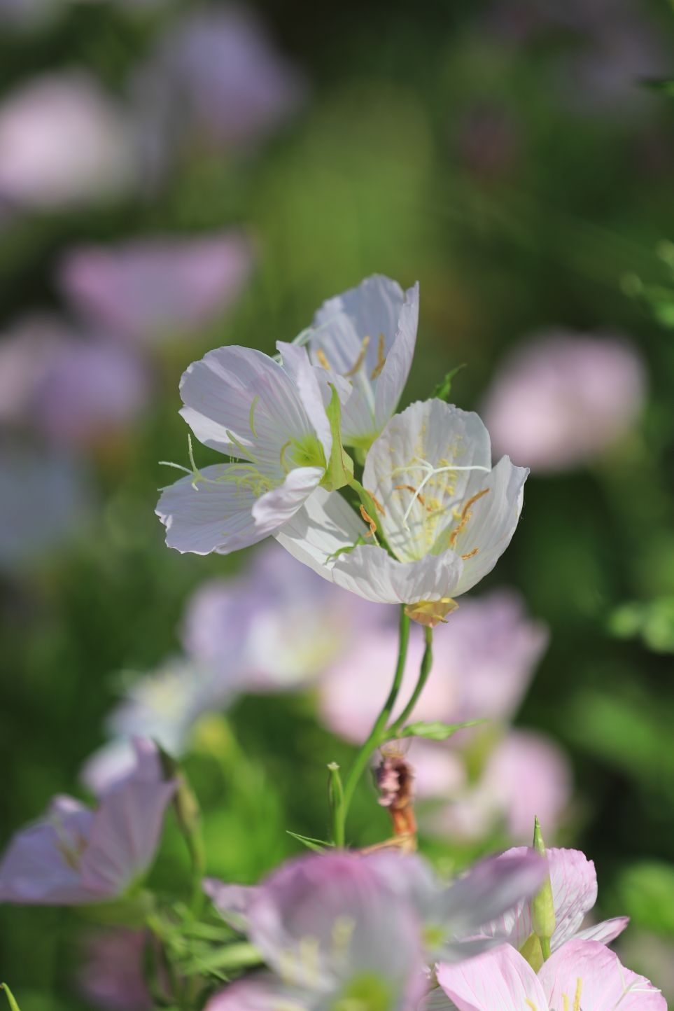 人见人爱夜来香