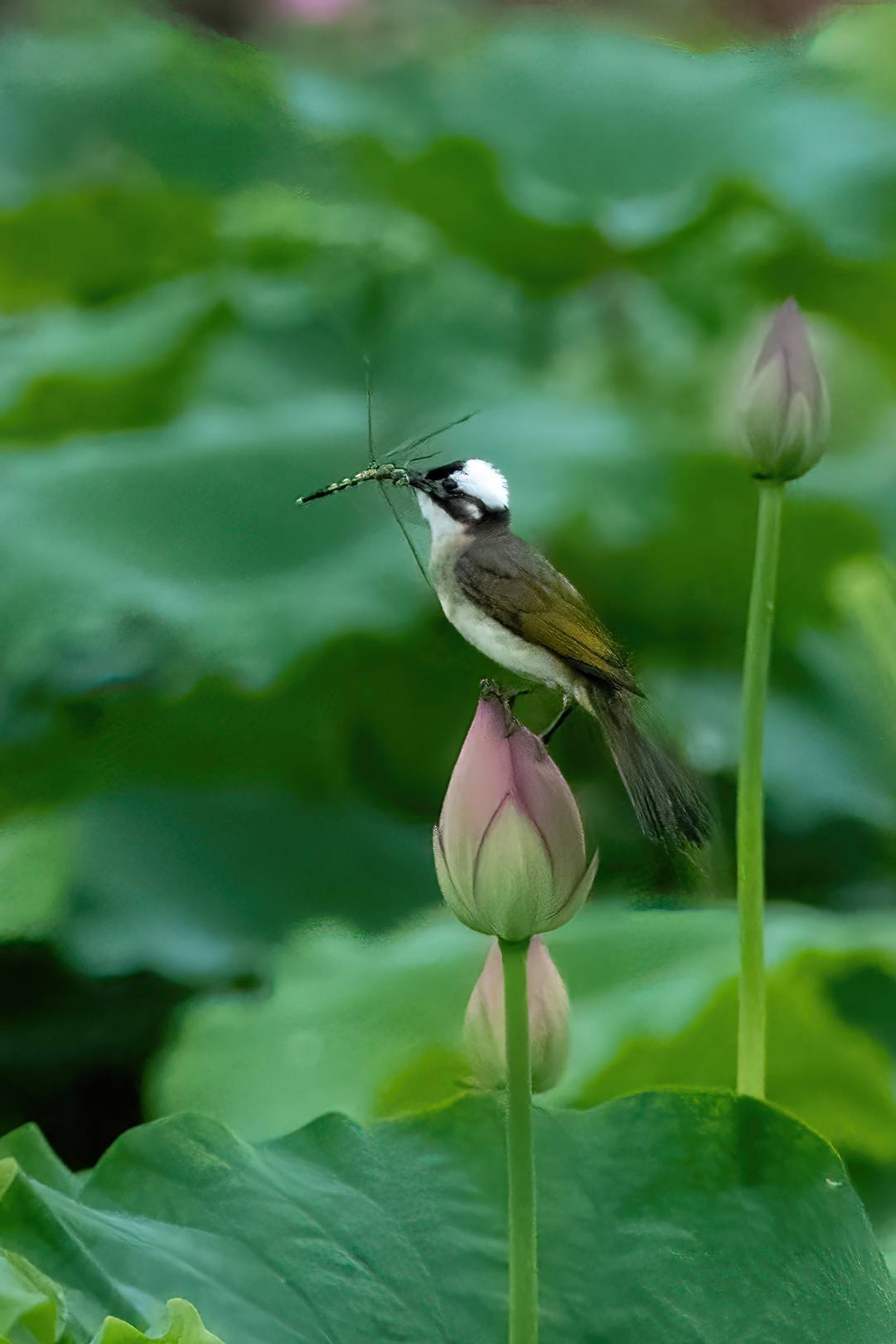 荷花小鸟图片图片