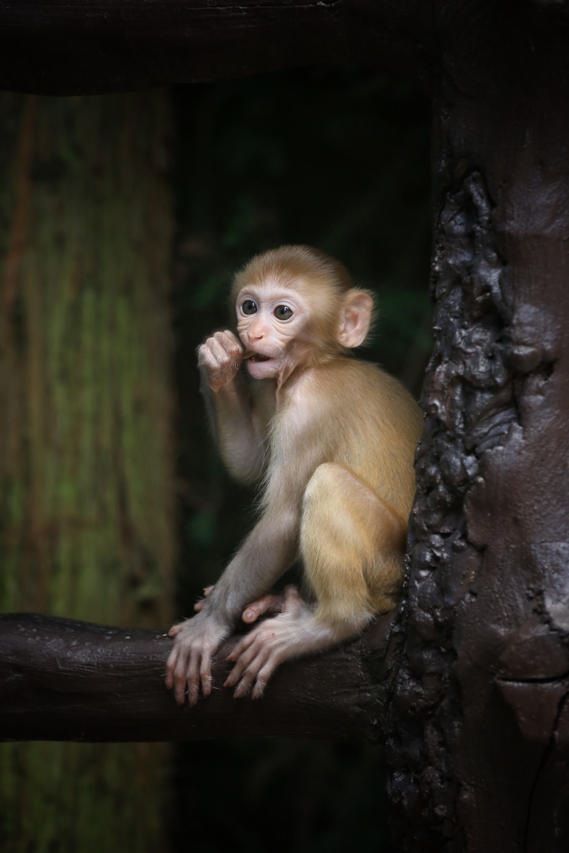 野生猕猴王国-新湖南