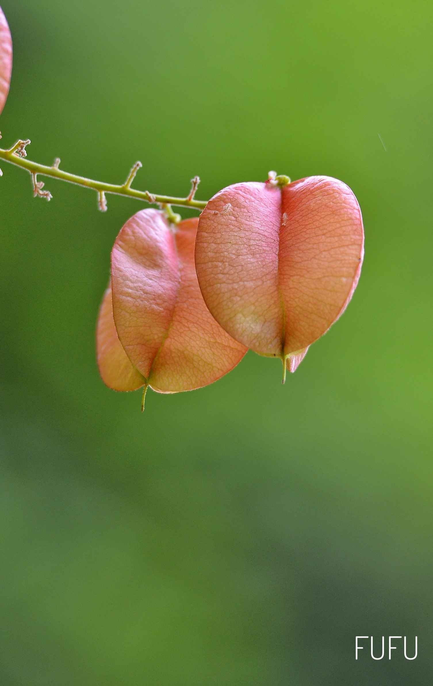 栾树染红-新湖南