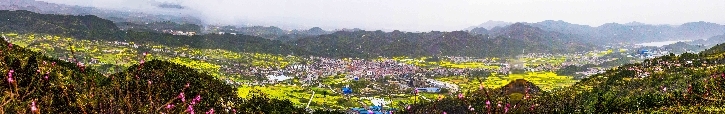 油菜花开香飘遍地