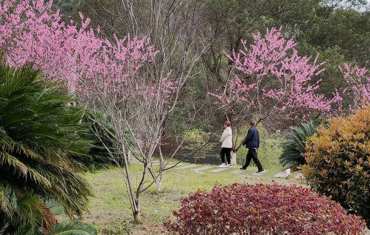 十里桃花始盛开